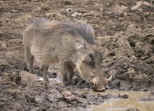 Javali africano masculino que bebe da poça de lama imagens de stock Javali africano masculino que bebe da poça de lama imagens de stock