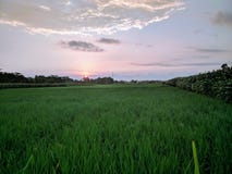 Javanese`s farm under the sunset royalty free stock photography Javanese`s farm under the sunset royalty free stock photography