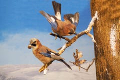Jay pair on a branch, with colorful, blue feathers, food in the beak