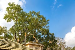 Jaya Sri Maha Bodhi temple