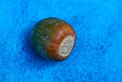 Jeden brown acorn kłama na błękitnej sprawie obrazy stock Jeden brown acorn kłama na błękitnej sprawie obrazy stock
