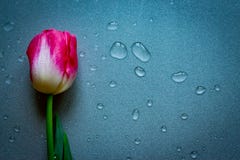 Jeden różowy tulipanowy kwiat na popielatym neutralnym tle z waterdrops kosmos kopii Kobiety, matki, valentines obrazy stock Jeden różowy tulipanowy kwiat na popielatym neutralnym tle z waterdrops kosmos kopii Kobiety, matki, valentines obrazy stock