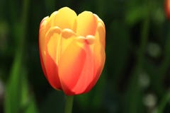 Jedyny piękny tulipan zdjęcia royalty free Jedyny piękny tulipan zdjęcia royalty free