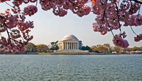 Jefferson Memorial Cherry Blossoms Royalty Free Stock Images Jefferson Memorial Cherry Blossoms Royalty Free Stock Images