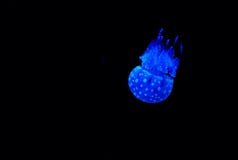 Jelly fish stock images Jelly fish stock images
