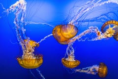Jelly Fish im blauen Wasser Jelly Fish im blauen Wasser