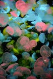 Jelly Fishes in rainbow neo lights