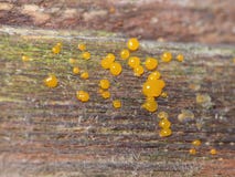 Jelly Fungus anaranjada - palmatus del Dacrymyces - macro foto de archivo libre de regalías Jelly Fungus anaranjada - palmatus del Dacrymyces - macro foto de archivo libre de regalías