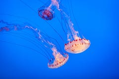 Jellyfish on a blue background. stock image Jellyfish on a blue background. stock image