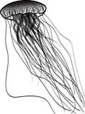 Jellyfish odizolowywający ręka rysunek ilustracja wektor Jellyfish odizolowywający ręka rysunek ilustracja wektor