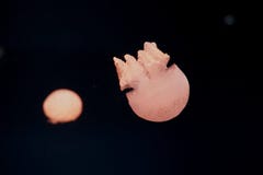 Jellyfish taniec w oceanie obraz royalty free Jellyfish taniec w oceanie obraz royalty free