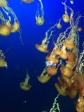 jellyfishes zdjęcia stock jellyfishes zdjęcia stock