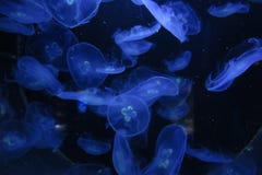 jellyfishes obraz royalty free jellyfishes obraz royalty free