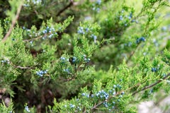 Jeneverbes met bessen dichte omhooggaand van de thuja altijdgroene naaldboom royalty-vrije stock fotografie Jeneverbes met bessen dichte omhooggaand van de thuja altijdgroene naaldboom royalty-vrije stock fotografie