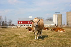 Jersey Cow In A Pasture Royalty Free Stock Photo Jersey Cow In A Pasture Royalty Free Stock Photo