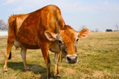 Jersey Cow In A Pasture Stock Image Jersey Cow In A Pasture Stock Image