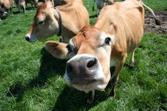 Jersey Cow Sniffing Camera Royalty Free Stock Photography Jersey Cow Sniffing Camera Royalty Free Stock Photography