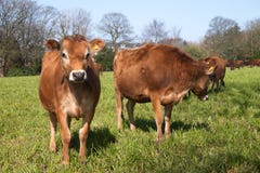 Free Jersey Cows On A Green Grass Royalty Free Stock Photos - 13925348