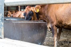 A Jersey dairy cow at a small 7 generation family dairy in Illinois stock photo A Jersey dairy cow at a small 7 generation family dairy in Illinois stock photo