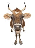 Jersey-Kuh (10 Jahre alt) lizenzfreie stockbilder Jersey-Kuh (10 Jahre alt) lizenzfreie stockbilder