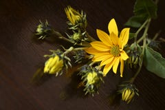 Jerusalem artichoke Helianthus tuberosus royalty free stock images Jerusalem artichoke Helianthus tuberosus royalty free stock images
