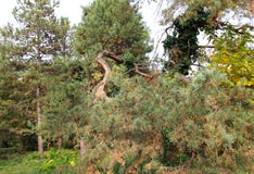 Jesień skrzywiony drzewny bagażnik przy ogródem botanicznym Macea, Arad okręg administracyjny - Rumunia fotografia stock Jesień skrzywiony drzewny bagażnik przy ogródem botanicznym Macea, Arad okręg administracyjny - Rumunia fotografia stock