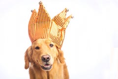 Jester Dog royaltyfria bilder Jester Dog royaltyfria bilder