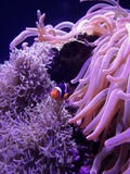 Jetez un coup d'oeil un huer, nemo ! photos stock Jetez un coup d'oeil un huer, nemo ! photos stock