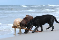 Jeu des labradors images stock Jeu des labradors images stock