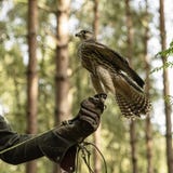 Jeugdgyr-Peregrine in gevangenschap stock foto's Jeugdgyr-Peregrine in gevangenschap stock foto's
