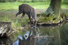 Jeune boire de cerfs communs rouges images libres de droits Jeune boire de cerfs communs rouges images libres de droits