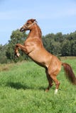 Jeune cheval Arabe caracolant image stock Jeune cheval Arabe caracolant image stock