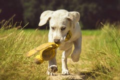 Jeune chiot de Labrador de chien jouant avec le jouet et les courses image stock Jeune chiot de Labrador de chien jouant avec le jouet et les courses image stock