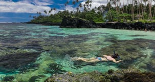 Jeune femme naviguant au schnorchel au-dessus du récif coralien sur une île tropicale banque de vidéos Jeune femme naviguant au schnorchel au-dessus du récif coralien sur une île tropicale banque de vidéos