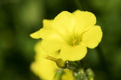 Jeune fleur de graine oléagineuse, fleur fleurissante de graine de colza dans le napus latin de brassica photographie stock libre de droits Jeune fleur de graine oléagineuse, fleur fleurissante de graine de colza dans le napus latin de brassica photographie stock libre de droits