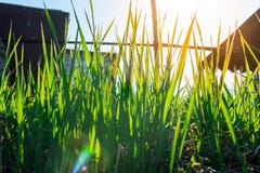 Jeune herbe verte Jour de Sun R?veil de la nature photographie stock libre de droits Jeune herbe verte Jour de Sun R?veil de la nature photographie stock libre de droits