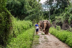 Jeune homme guidant un éléphant sur un chemin de jungle de Chiang Mai dedans photos libres de droits Jeune homme guidant un éléphant sur un chemin de jungle de Chiang Mai dedans photos libres de droits