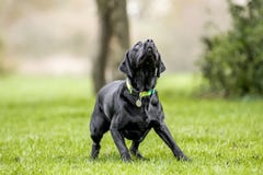 Jeune Labrador noir voyant quelque chose attraper peut-être une boule ou frisby photos stock Jeune Labrador noir voyant quelque chose attraper peut-être une boule ou frisby photos stock