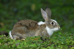 Jeune lapin se reposant avec des oreilles de rondin dans l'habitat naturel, herbe verte photographie stock libre de droits Jeune lapin se reposant avec des oreilles de rondin dans l'habitat naturel, herbe verte photographie stock libre de droits