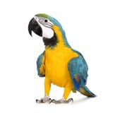 Jeune Macaw Bleu-et-jaune - ararauna d'Ara (8 mois) photographie stock Jeune Macaw Bleu-et-jaune - ararauna d'Ara (8 mois) photographie stock