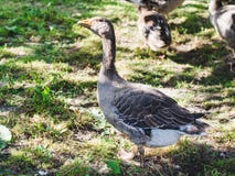 Jeune oie grise dans le pré en été photographie stock libre de droits Jeune oie grise dans le pré en été photographie stock libre de droits