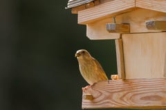 Jeune oiseau européen de verdier mangeant la graine de tournesol photos libres de droits Jeune oiseau européen de verdier mangeant la graine de tournesol photos libres de droits