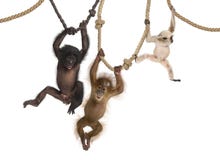 Jeune orang-outan, jeune gibbon de Pileated et jeune bonobo s'arrêtant sur des cordes images stock Jeune orang-outan, jeune gibbon de Pileated et jeune bonobo s'arrêtant sur des cordes images stock