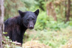 Jeune ours noir Photos libres de droits Jeune ours noir Photos libres de droits