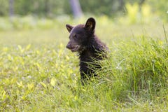 Jeune petit animal d'ours noir Images stock Jeune petit animal d'ours noir Images stock