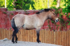 Jeune Przewalski& x27 ; cheval de s images libres de droits Jeune Przewalski& x27 ; cheval de s images libres de droits