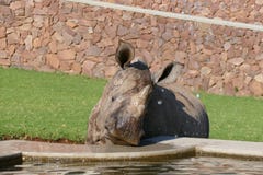 Jeune rhinocéros de sourire buvant et suçant l'eau d'une fontaine Photos libres de droits Jeune rhinocéros de sourire buvant et suçant l'eau d'une fontaine Photos libres de droits