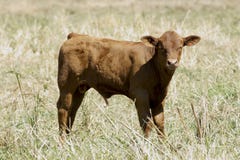 Jeune taureau jeune de Hereford photographie stock Jeune taureau jeune de Hereford photographie stock