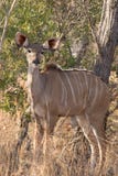 Jeune vache femelle à kudu dans le buisson africain sauvage image libre de droits Jeune vache femelle à kudu dans le buisson africain sauvage image libre de droits