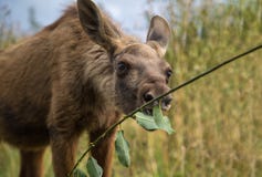 Jeune veau d'orignaux mangeant des feuilles outre d'une brindille photographie stock libre de droits Jeune veau d'orignaux mangeant des feuilles outre d'une brindille photographie stock libre de droits
